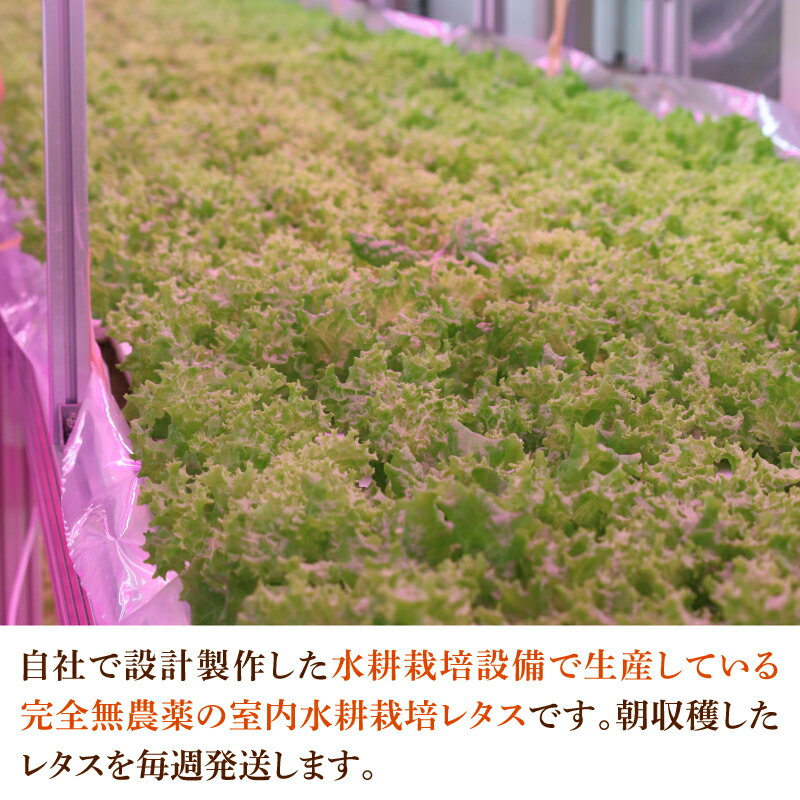 【ふるさと納税】【定期便】4週連続お届け！採れたてフレッシュな無農薬リーフレタス（合計800g） [A-14602] / レタス 野菜 サラダ 生野菜 無農薬 水耕栽培 洗わない 料理 ランチ ご飯 福井県鯖江市 - 画像2