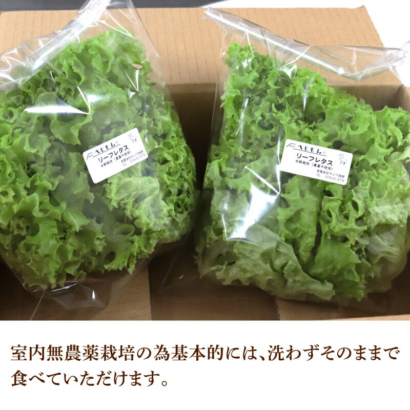 【ふるさと納税】【定期便】4週連続お届け！採れたてフレッシュな無農薬リーフレタス（合計800g） [A-14602] / レタス 野菜 サラダ 生野菜 無農薬 水耕栽培 洗わない 料理 ランチ ご飯 福井県鯖江市 - 画像3