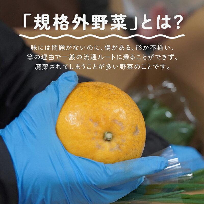 【ふるさと納税】多数のメディアで紹介されました！【訳あり】旬のもったいないお野菜詰め合わせセット[B-16402] / 訳あり 訳アリ ロスヘル 野菜 規格外野菜 冬野菜 やさい サラダ フードロス 果物 くだもの フルーツ 福井県鯖江市 - 画像3