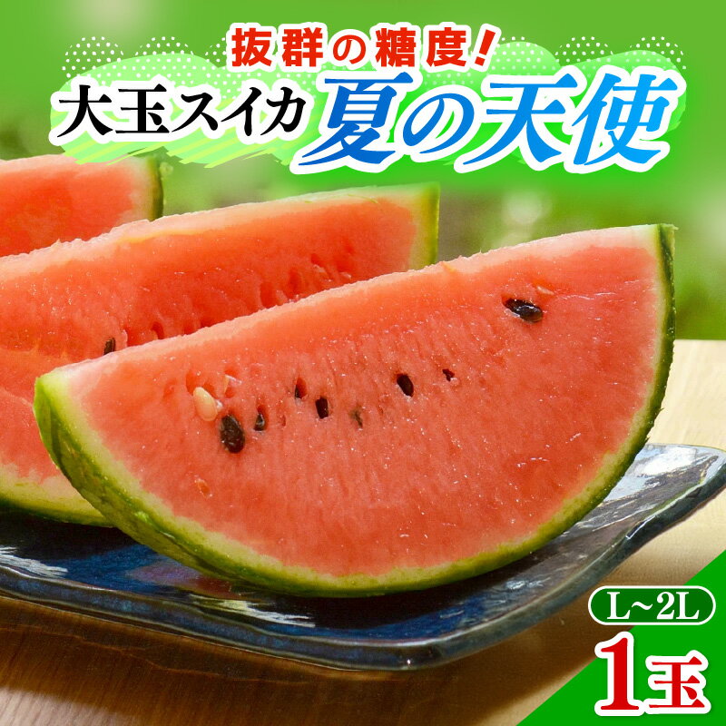 【先行予約】大玉スイカ「夏の天使」 1玉入（L~2L）抜群の糖度で甘い！／ 期間限定 果物 フルーツ 西瓜 産地直送 ※2026年7月中旬より順次発送