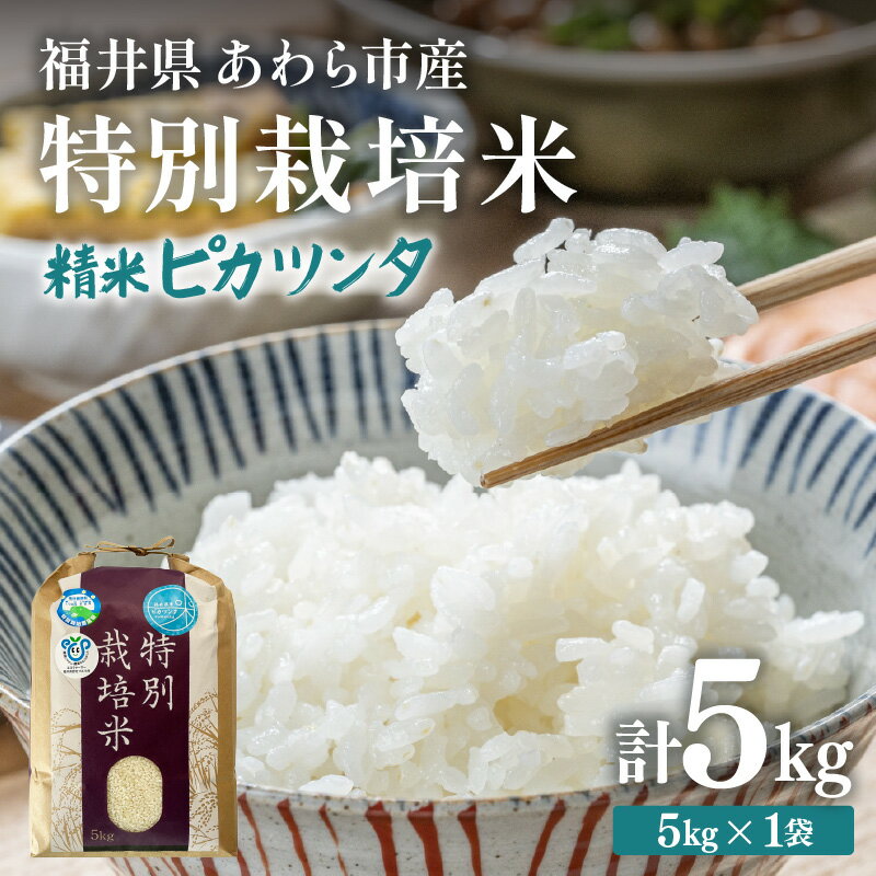 【ふるさと納税】【令和7年産】化学肥料不使用 特別栽培米 ピカツンタ 精米 5kg / 白米 米 福井県あわら市産 美味しい 特別栽培米 減農薬 安心な米 旨味 甘み もっちり 冷蔵保管米 - 画像2