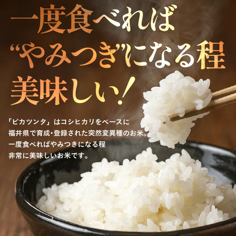 【ふるさと納税】【令和7年産】化学肥料不使用 特別栽培米 ピカツンタ 精米 5kg / 白米 米 福井県あわら市産 美味しい 特別栽培米 減農薬 安心な米 旨味 甘み もっちり 冷蔵保管米 - 画像3