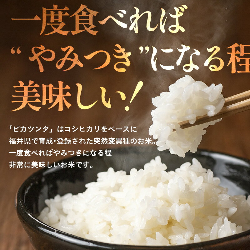 【ふるさと納税】【令和7年産】定期便 ≪3ヶ月連続お届け≫ 化学肥料不使用 特別栽培米 ピカツンタ 精米 5kg × 3回（合計15kg） / 白米 米 福井県あわら市産 美味しい 特別栽培米 減農薬 安心な米 旨味 甘み もっちり 冷蔵保管米 - 画像3