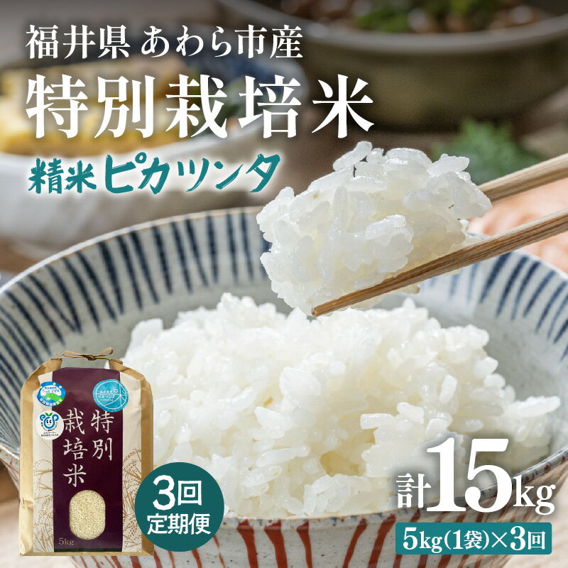 【令和7年産】定期便 ≪3ヶ月連続お届け≫ 化学肥料不使用 特別栽培米 ピカツンタ 精米 5kg × 3回（合計15kg） / 白米 米 福井県あわら市産 美味しい 特別栽培米 減農薬 安心な米 旨味 甘み もっちり 冷蔵保管米