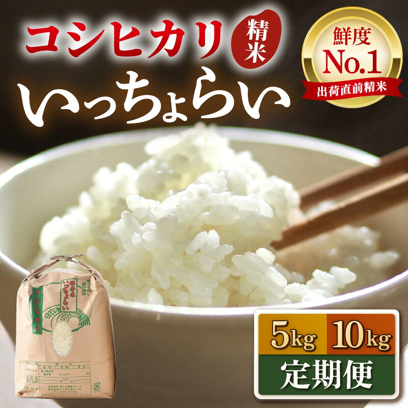 【先行予約】【令和8年産・新米】【一等米】コシヒカリ いっちょらい 精米 5kg 10kg 定期便【選べる容量 定期便 】 ／ 5キロ 10キロ 12ヶ月 福井県産 ブランド米 ご飯 白米 お米 コメ 新鮮 大賞 受賞 新米 あわら産 ※2026年9月下旬以降順次発送予定
