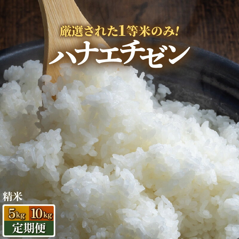 【先行予約】【令和8年産・新米】 ハナエチゼン 精米 5kg 10kg 定期便【選べる容量 定期便】【一等米】《発送直前精米！》 / ハナエチゼン ブランド米 はなえちぜん 白米 米 コメ 新鮮 新米 福井県産ハナエチゼン あわら産 ※2026年9月上旬以降順次発送予定