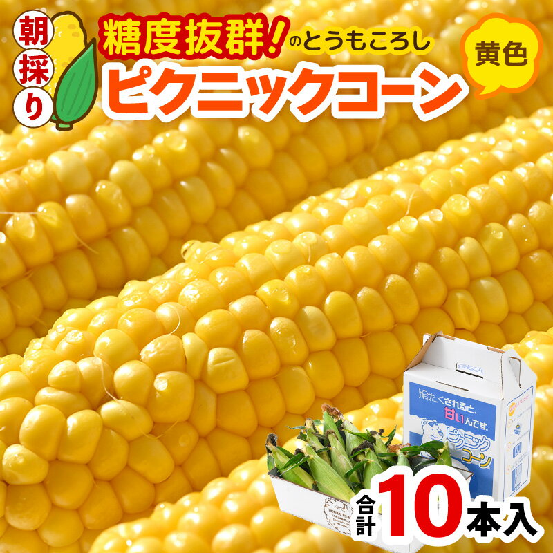 【先行予約】朝採り ピクニックコーン 黄色 10本入《生でも食べれる！希少品》 ／ 野菜 とうもろこし スイートコーン 福井県 あわら市 ※2026年6月上旬以降順次発送