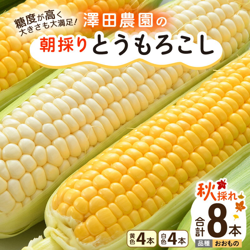 【先行予約】秋とうもろこし 黄色 白色 計8本 おおもの 朝採り ／ 期間限定 数量限定 ハウス栽培 産地直送 甘い ミックス スイートコーン 白い とうもろこし ホワイトコーン 野菜 あわら ※2026年10月10日より順次発送