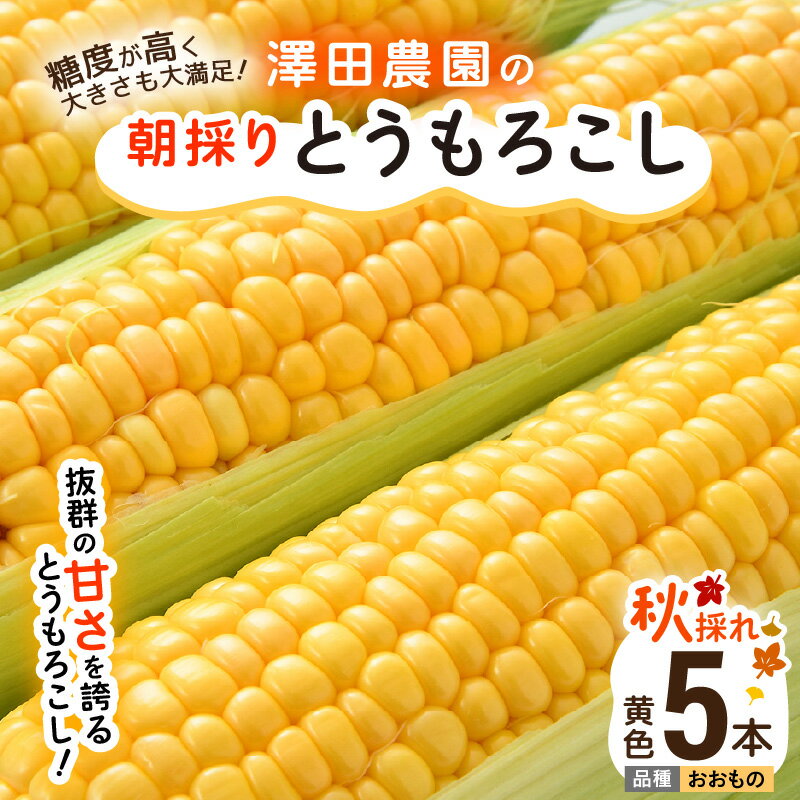 【先行予約】秋とうもろこし 5本 おおもの 黄色 朝採り ／ 期間限定 数量限定 ハウス栽培 産地直送 甘い スイートコーン とうもろこし 野菜 あわら ※2026年10月10日より順次発送