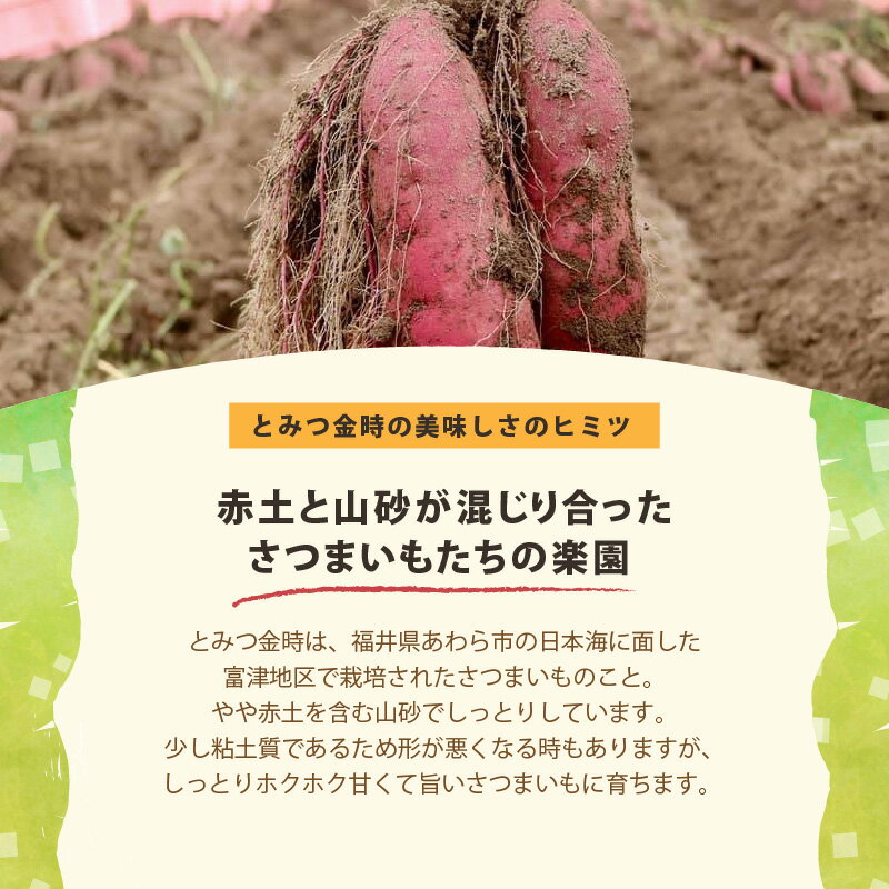 【ふるさと納税】さつまいも とみつ金時 5kg（S～Lサイズ）あわら産 熟成 ／ 焼き芋 スイートポテト 農家直送 期間限定 野菜 常備 - 画像3