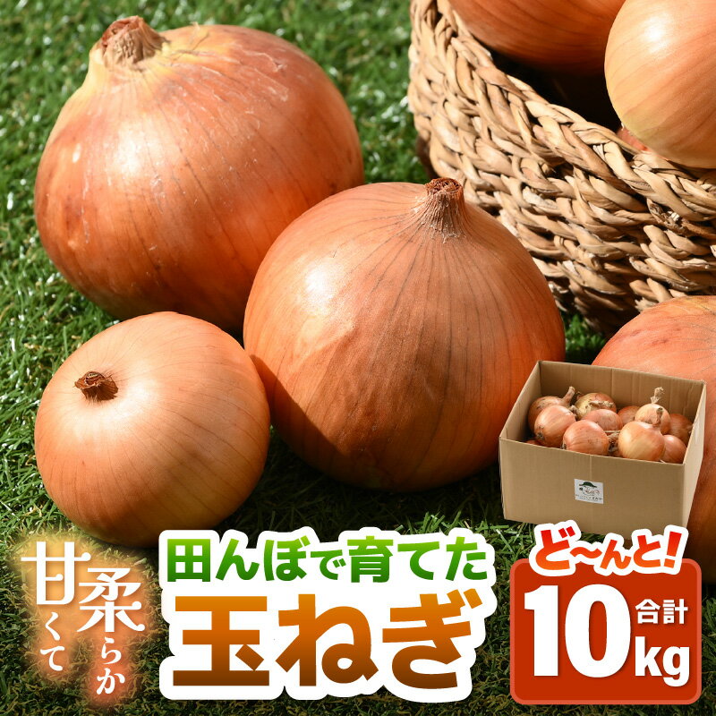 【先行予約】玉ねぎ 10kg（サイズ S M L ミックス）田んぼで育てた甘くて柔らか自慢の玉ねぎ！／ 野菜 万能 料理 常備 玉葱 BBQ たまねぎ 玉ネギ サラダ スープ ※2026年7月上旬より順次発送予定