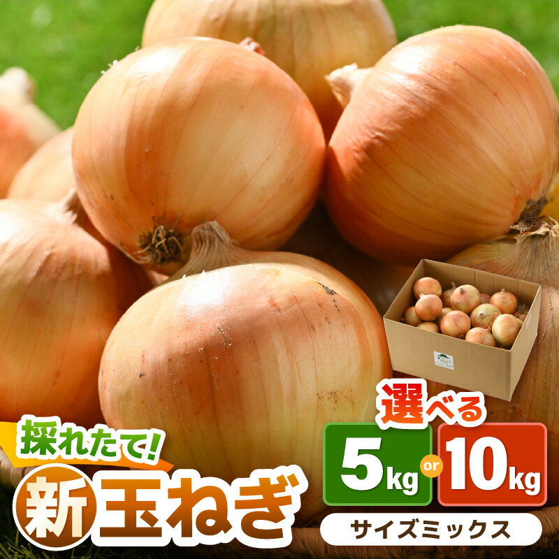 【ふるさと納税】【先行予約】採れたて 新玉ねぎ 5kg / 10kg（サイズ S M L ミックス）田んぼで育てた甘くて柔らか自慢の玉ねぎ！ ※2026年6月以降順次発送予定 ／ 野菜 万能 料理 常備 玉葱 BBQ たまねぎ 玉ネギ 甘い - 画像2