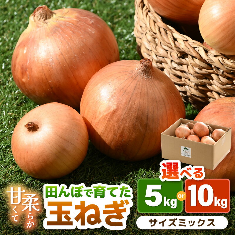 【先行予約】玉ねぎ 5kg / 10kg（サイズ S M L ミックス）田んぼで育てた甘くて柔らか自慢の玉ねぎ！／ 野菜 万能 料理 常備 玉葱 BBQ たまねぎ 玉ネギ サラダ スープ ※2026年7月上旬より順次発送予定