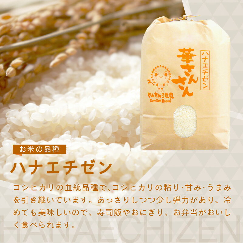 【ふるさと納税】【令和7年産・新米】福井県産 ハナエチゼン 5kg / 10kg 【選べる内容量・精米方法・配送回数】 〜坂井市三国町産・こだわりの精米対応〜 【 米 お米 定期便 6ヶ月 12ヶ月 無洗米 玄米 白米 5キロ 10キロ ふるさと納税米 産地直送】 サムネイル2
