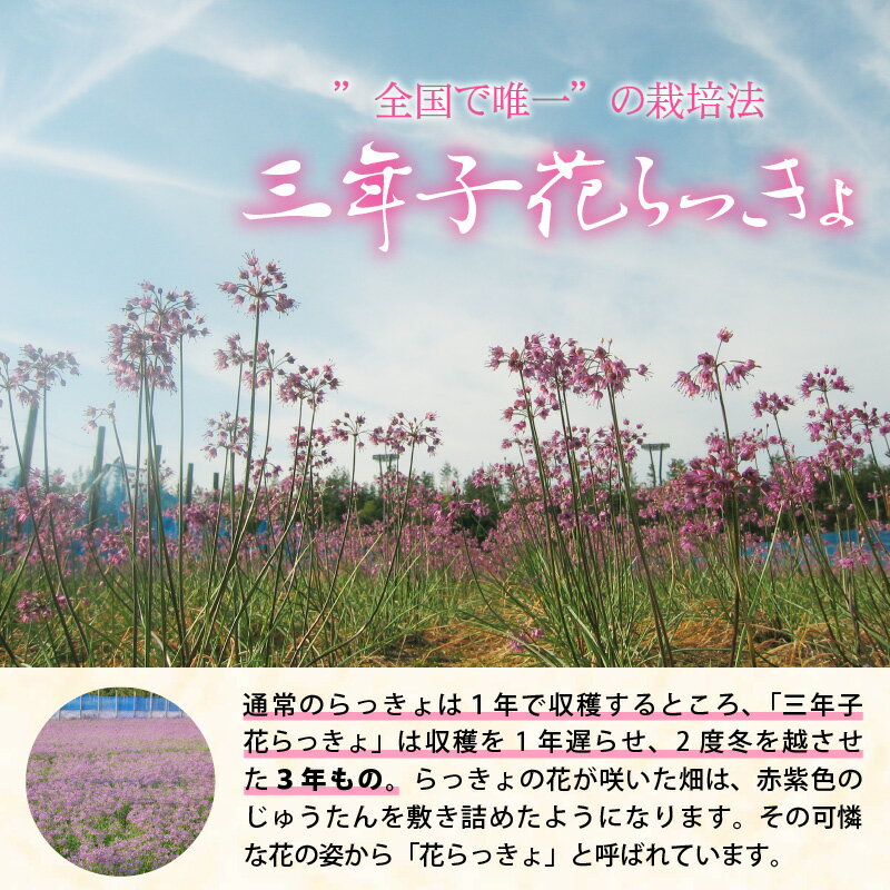 【ふるさと納税】『こだわりの三年掘り栽培』 福井特産 三年子花らっきょ甘辛セット【らっきょう】 - 画像3