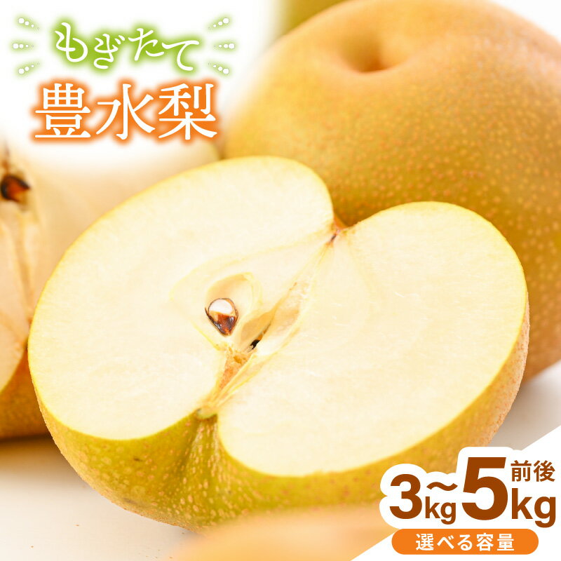 【先行予約】【豊水梨】3kg前後 (5〜8個) / 5kg前後 (8〜14個) もぎたて！たっぷり果汁の新鮮な梨をお届け！【選べる内容量】【2026年8月下旬以降順次発送予定】【梨 なし フルーツ 甘い みずみずしい 果実 果物 新鮮 お土産 贈り物 旬の果物】
