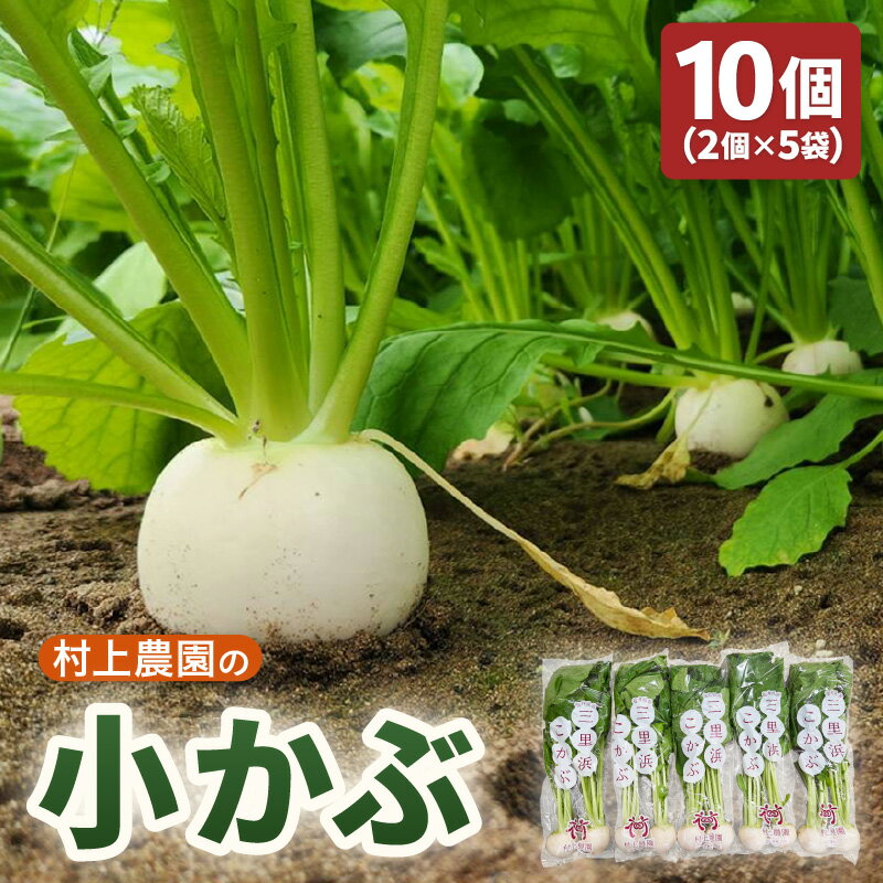 【ふるさと納税】【期間限定】 村上農園産 小かぶ5パック入り (2玉×5袋) 計10個 坂井市三国町三里浜産 【かぶ カブ こかぶ 蕪 栄養満点 野菜 サラダ 煮物 スープ 鍋 新鮮 産地直送】 - 画像2