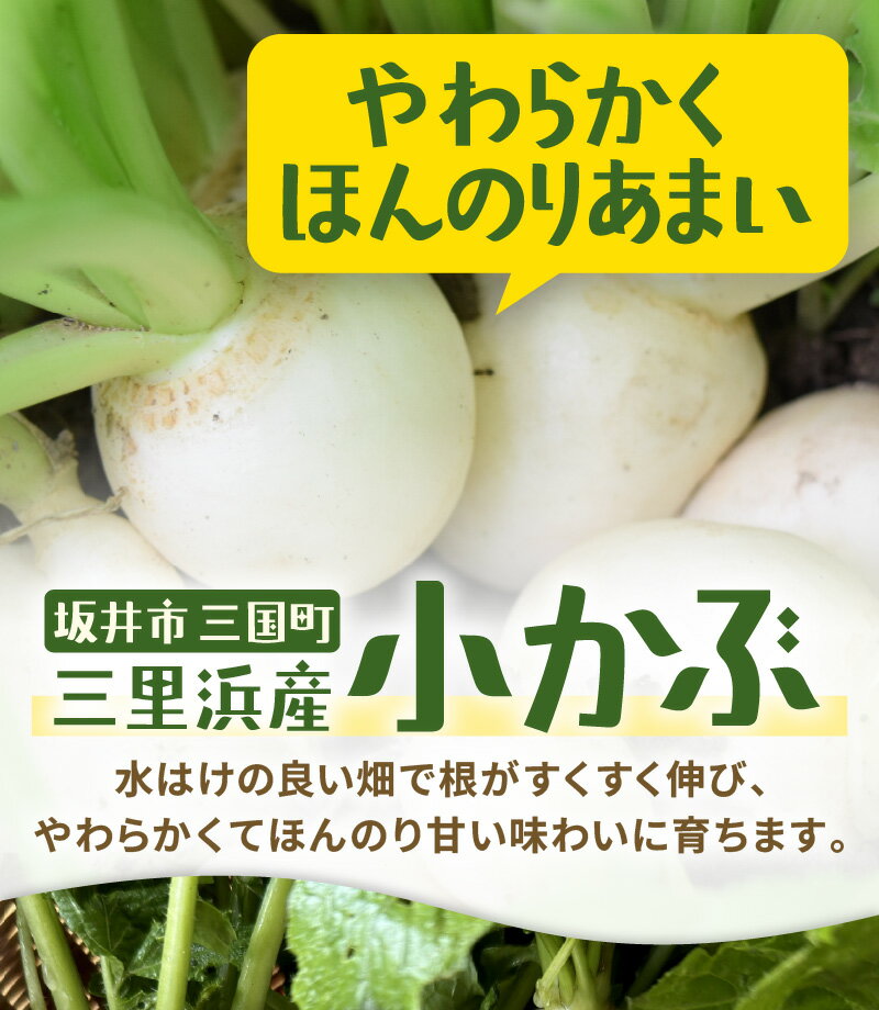 【ふるさと納税】【期間限定】 村上農園産 小かぶ5パック入り (2玉×5袋) 計10個 坂井市三国町三里浜産 【かぶ カブ こかぶ 蕪 栄養満点 野菜 サラダ 煮物 スープ 鍋 新鮮 産地直送】 - 画像3