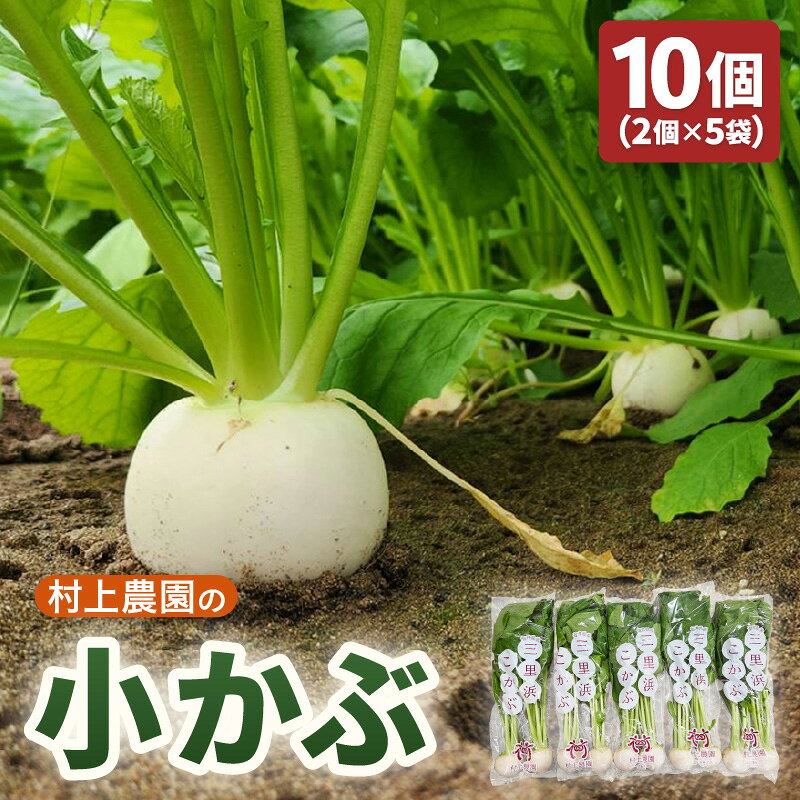 【期間限定】 村上農園産 小かぶ5パック入り (2玉×5袋) 計10個 坂井市三国町三里浜産 【かぶ カブ こかぶ 蕪 栄養満点 野菜 サラダ 煮物 スープ 鍋 新鮮 産地直送】
