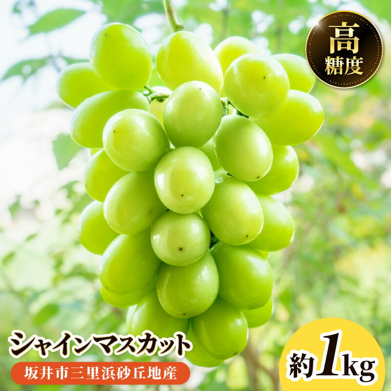 【ふるさと納税】【先行予約】坂井市三里浜砂丘地産 シャインマスカット 2房（約1kg） 【2026年8月中旬以降順次発送予定】 【マスカット ブドウ ぶどう 葡萄 果物 くだもの フルーツ 果実 新鮮 国産】 サムネイル2