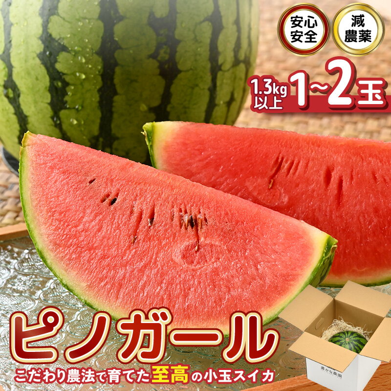 【先行予約】 安心安全！減農薬！こだわり農法で育てた至高のピノガール (小玉スイカ) 【選べる内容量：1玉 / 2玉】 1玉あたり：1.3kg以上 【2026年7月中旬以降順次発送予定】 【スイカ 西瓜 すいか デザート 果物 くだもの ジューシー 産地直送 国産】