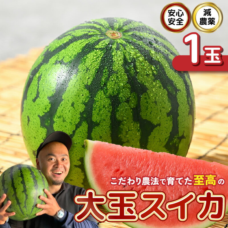 【先行予約】 安心安全！減農薬！こだわり農法で育てた至高の大玉スイカ 1玉 【2026年6月中旬以降順次発送予定】 【スイカ 西瓜 すいか デザート 果物 くだもの 夏 甘い ジューシー 旬の果物 産地直送 国産】