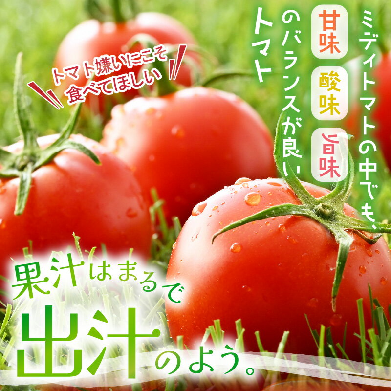 【ふるさと納税】【先行予約】 越のルビー 農家直送 フルーツトマト 1.8kg 福井県産ブランドトマト 【2026年6月中旬以降順次発送予定】【とまと トマト ミディトマト 野菜 生野菜 美容 健康 新鮮 産地直送 贈答 ギフト 国産】 - 画像3