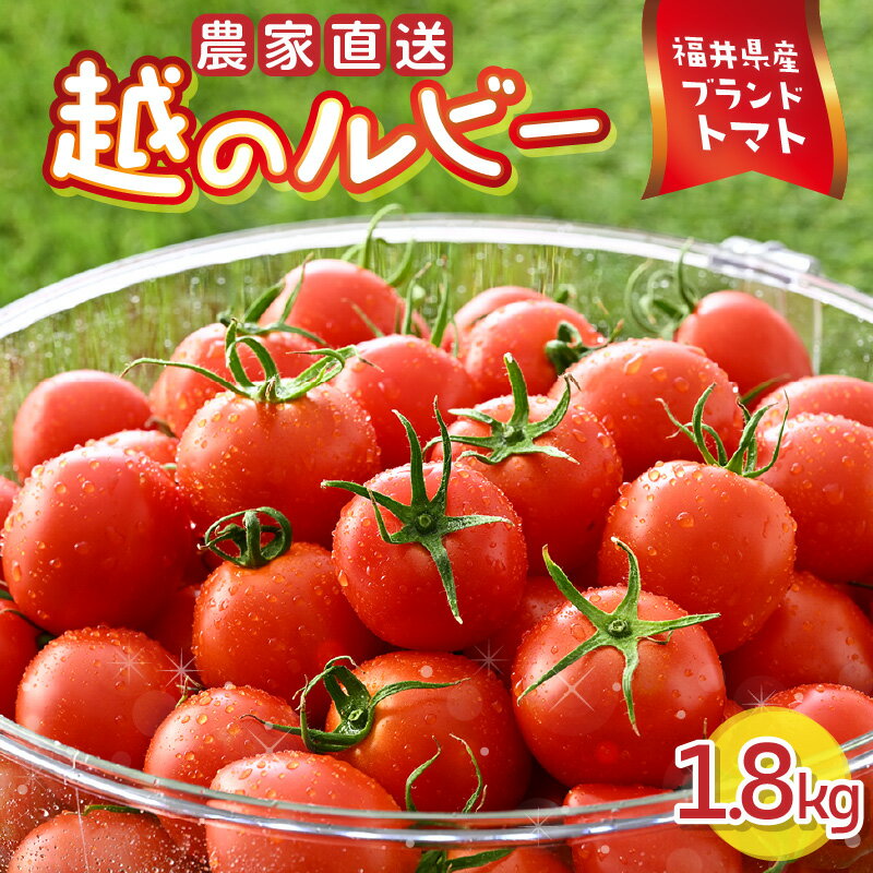 【先行予約】 越のルビー 農家直送 フルーツトマト 1.8kg 福井県産ブランドトマト 【2026年6月中旬以降順次発送予定】【とまと トマト ミディトマト 野菜 生野菜 美容 健康 新鮮 産地直送 贈答 ギフト 国産】