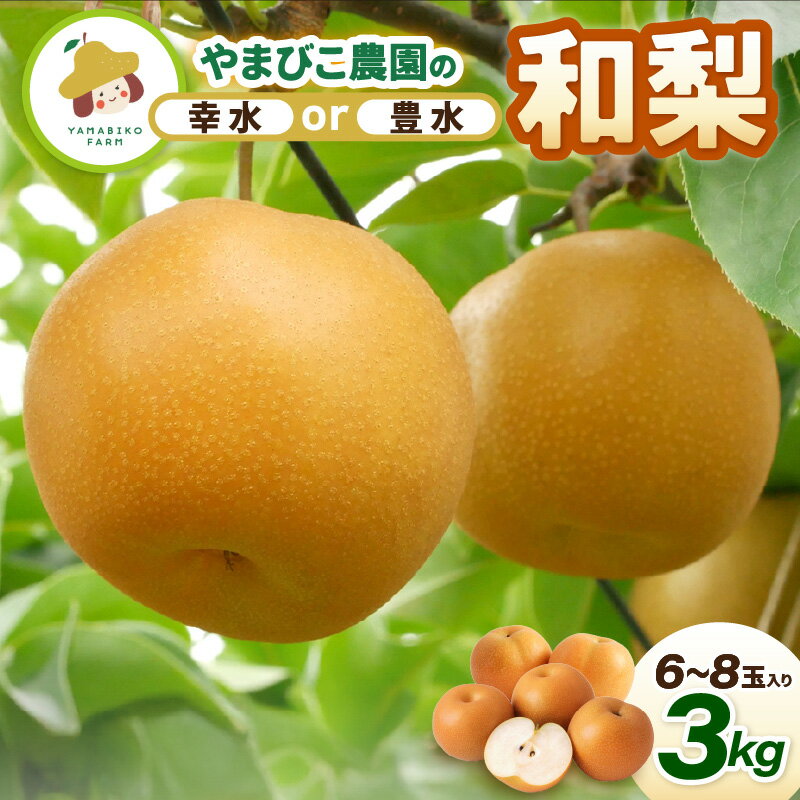 【ふるさと納税】【先行予約】和梨 3kg (3L～5Lサイズ) 6~8玉入り【選べる品種：幸水梨 / 豊水梨】坂井北部丘陵地でたっぷり潮風を浴びて育ったやまびこ農園の和梨 【2026年8月中旬～9月下旬発送】 【梨 なし フルーツ 甘い 果実 果物 新鮮 旬の果物 産地直送】 サムネイル2