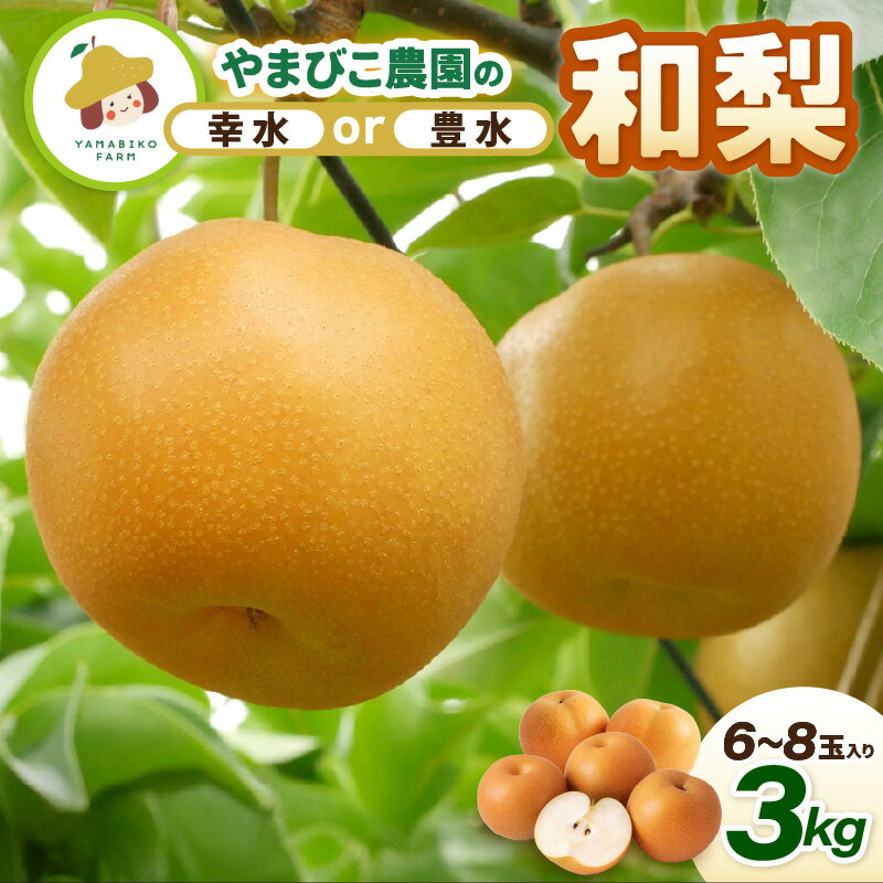 【先行予約】和梨 3kg (3L～5Lサイズ) 6~8玉入り【選べる品種：幸水梨 / 豊水梨】坂井北部丘陵地でたっぷり潮風を浴びて育ったやまびこ農園の和梨 【2026年8月中旬～9月下旬発送】 【梨 なし フルーツ 甘い 果実 果物 新鮮 旬の果物 産地直送】