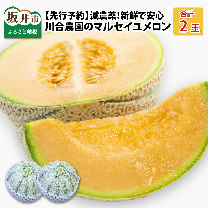 【先行予約】マルセイユメロン 2玉 (2L以上のサイズ) 糖度15度以上 減農薬にこだわった新鮮で安心な川合農園のメロン 【2026年6月中旬以降発送予定】【メロン めろん フルーツ 旬 デザート 果物 くだもの 果実 赤肉 糖度 甘い 国産】