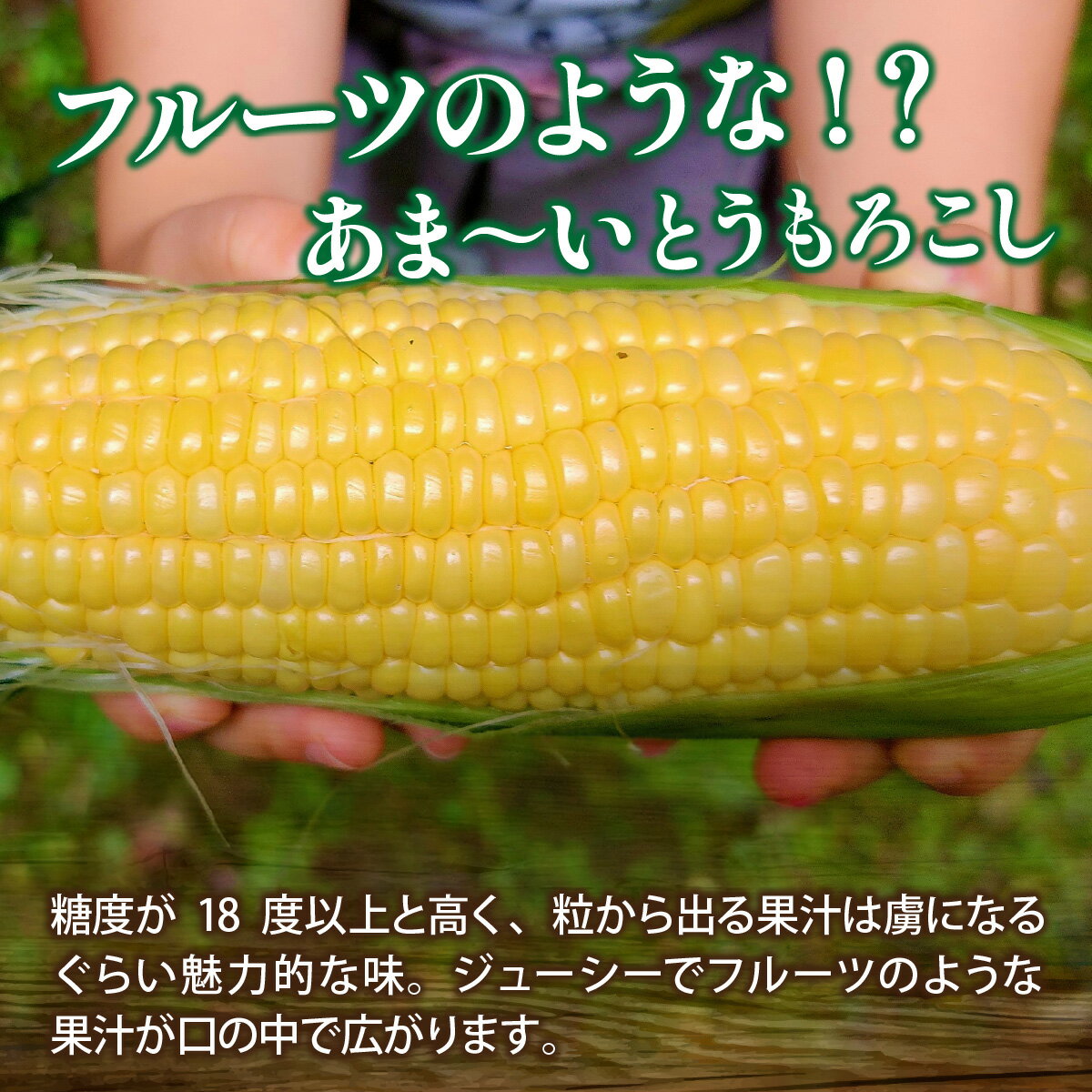 【ふるさと納税】【先行予約】永平寺町産朝採れフルーツスイートコーン厳選　高糖度【2026年7月より順次発送】 [A-050001] / 永平寺町 野菜 旬 お取り寄せ とうもろこし トウモロコシ コーン 味来90 ピクニックコーン - 画像3