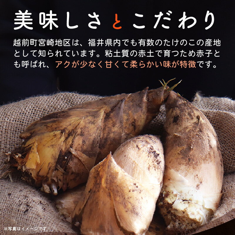 【ふるさと納税】【令和8年産 先行予約】赤土 たけのこ 約1kg〜2kg 越前町 宮崎地区産 採れたてを産地直送でお届け！【選べる内容量】 【 筍 タケノコ 竹の子 生 米 ぬか 付き 】【2026年4月中旬より順次発送予定】 - 画像3