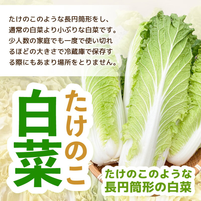 【ふるさと納税】【先行予約】甘みのあるミニ白菜！「たけのこ白菜」4玉（1玉 約1kg）合計4kg以上【2026年10月下旬より順次発送予定】 【産地直送 野菜 冷蔵 ミニ白菜 生野菜 鍋もの野菜 サラダ野菜 スープ 炒めものベジタブル ミニサイズはくさい 調理しやすいヤサイ】 - 画像3