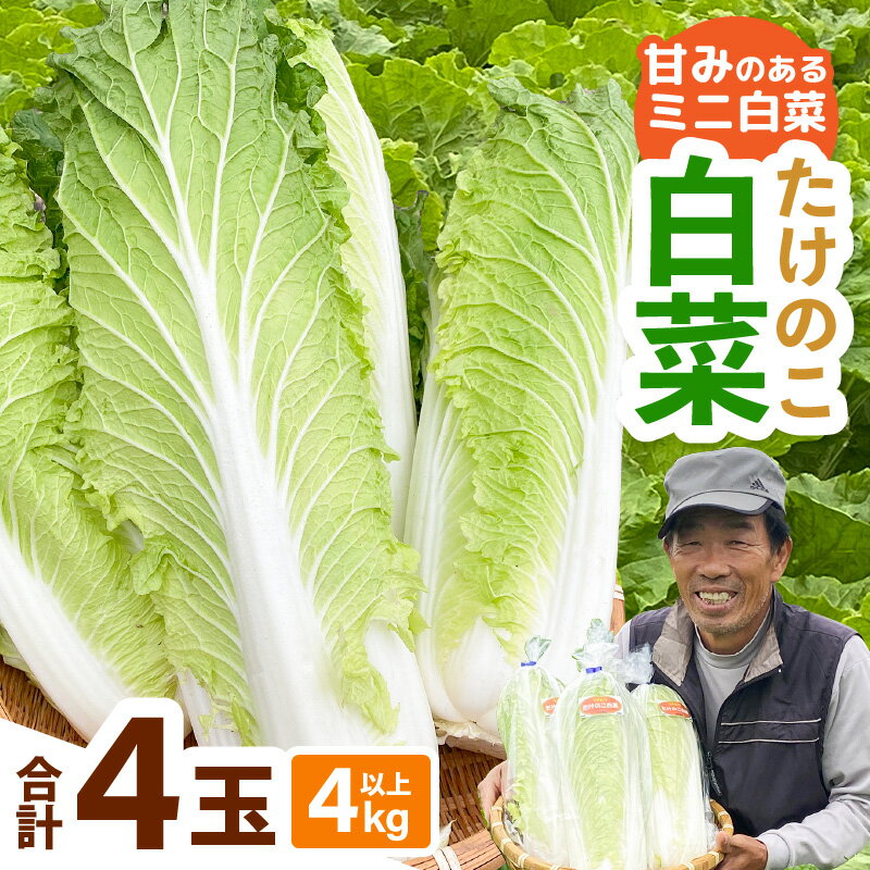 【先行予約】甘みのあるミニ白菜！「たけのこ白菜」4玉（1玉 約1kg）合計4kg以上【2026年10月下旬より順次発送予定】 【産地直送 野菜 冷蔵 ミニ白菜 生野菜 鍋もの野菜 サラダ野菜 スープ 炒めものベジタブル ミニサイズはくさい 調理しやすいヤサイ】