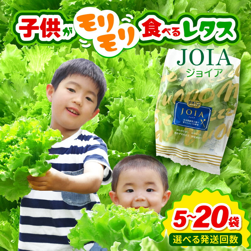 【ふるさと納税】苦くな～い！野菜ぎらいの子もモリモリ食べるやさしいレタス 【選べる内容量／回数／訳あり】栽培期間中農薬不使用・洗わず食べられる【無農薬 野菜 生野菜 レタス サラダ お弁当 水耕栽培 時短 付け合わせ 食べやすい 子ども向け 】 [m40-a016] - 画像2