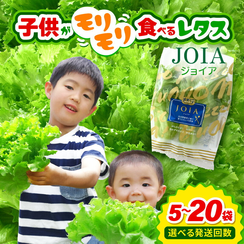 苦くな～い！野菜ぎらいの子もモリモリ食べるやさしいレタス 【選べる内容量／回数／訳あり】栽培期間中農薬不使用・洗わず食べられる【無農薬 野菜 生野菜 レタス サラダ お弁当 水耕栽培 時短 付け合わせ 食べやすい 子ども向け 】 [m40-a016]