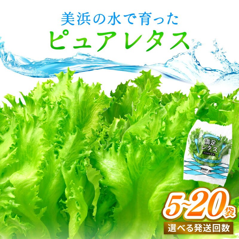 【ふるさと納税】新鮮野菜 美浜の水で育った ピュアレタス フリルレタス【選べる内容量／回数】【栽培期間中 農薬不使用 野菜 生野菜 レタス 詰め合わせ サラダ サンドイッチ お弁当 水耕栽培 洗わず食べられる 時短 ダイエット ヘルシー】 - 画像2