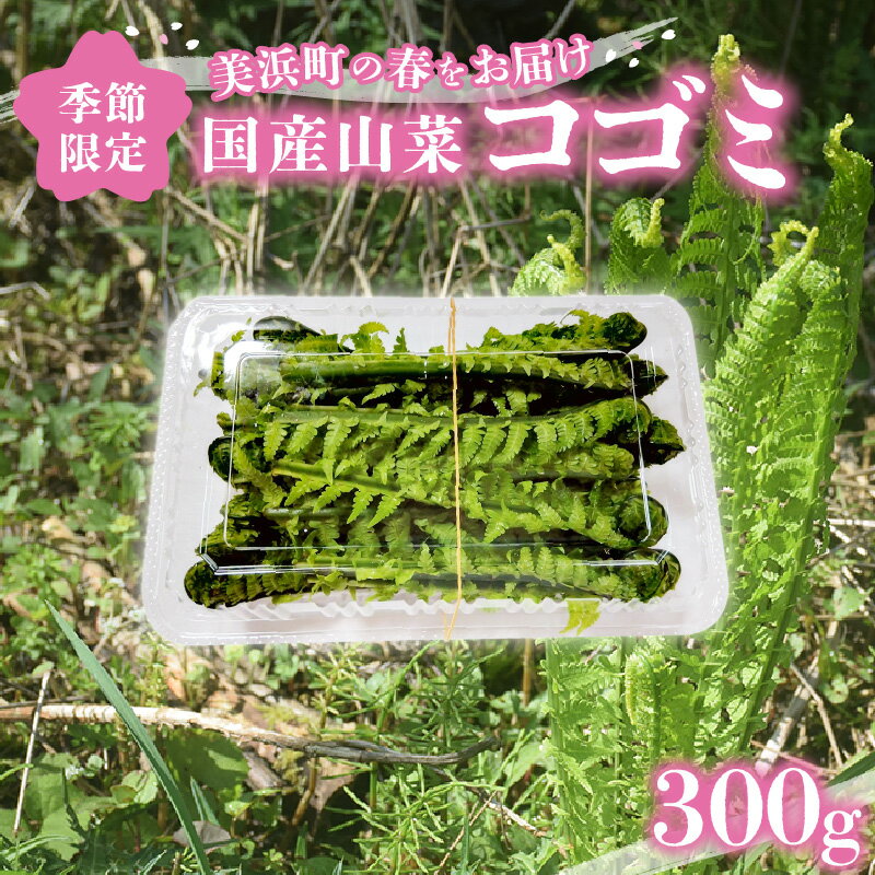 【ふるさと納税】【先行予約】【季節限定】国産山菜 コゴミ 美浜町の春をお届け【2026年4月上旬以降順次発送予定】【こごみ 山菜 クサソテツ 旬 旬菜】 - 画像2