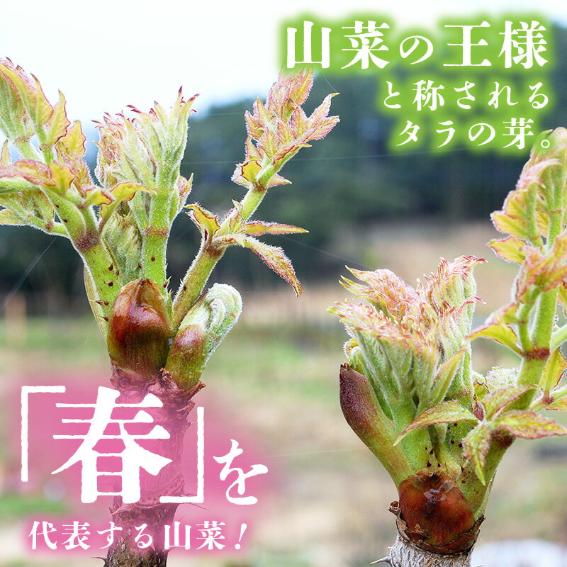 【ふるさと納税】【先行予約】【季節限定】国産山菜 タラの芽 美浜町の春をお届け【2026年4月上旬以降順次発送予定】【旬 山菜 野菜 たらの芽 天ぷら 春野菜】 - 画像3