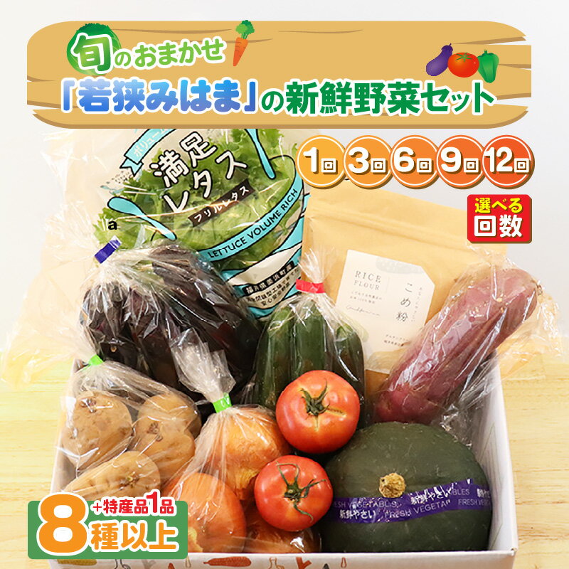 旬のおまかせ 「若狭みはま」の新鮮野菜セット 8種以上＋特産品1品 【選べるお届け回数：1回/3回/6回/9回/12回】【ふるさと納税 春野菜 夏野菜 秋野菜 冬野菜 定期便 定期 やさい 野菜 セット 詰合せ 大容量 産地直送 旬 新鮮 採れたて おススメ 人気 】