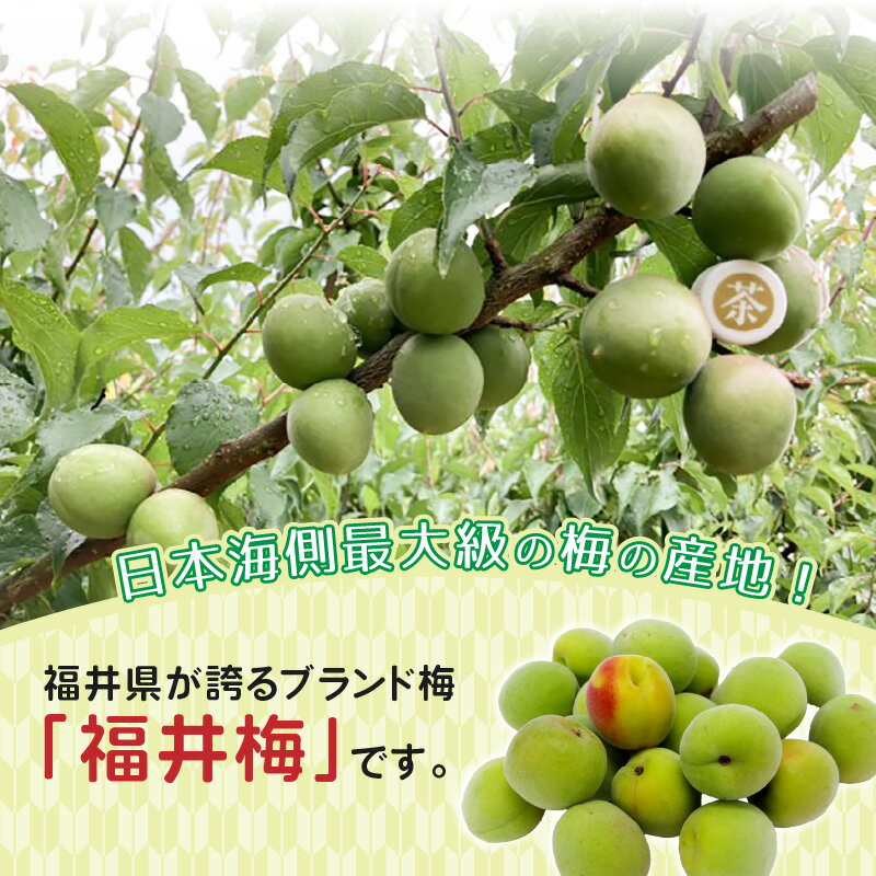 【ふるさと納税】【先行予約】【福井特産】 福井梅 青梅（L～2L サイズ）【選べる品種：福太夫/新平太夫/紅映/剣先】【選べる内容量：3kg/5kg】【2026年6月以降順次発送予定】梅 福井梅 生梅 青梅 梅干し 梅酒 梅干 梅シロップ 梅ジャム 梅ジュース 果物 梅肉 ウメ うめ サムネイル3