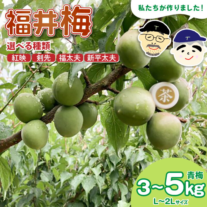 【ふるさと納税】【先行予約】【福井特産】 福井梅 青梅（L～2L サイズ）【選べる品種：福太夫/新平太夫/紅映/剣先】【選べる内容量：3kg/5kg】【2026年6月以降順次発送予定】梅 福井梅 生梅 青梅 梅干し 梅酒 梅干 梅シロップ 梅ジャム 梅ジュース 果物 梅肉 ウメ うめ サムネイル2