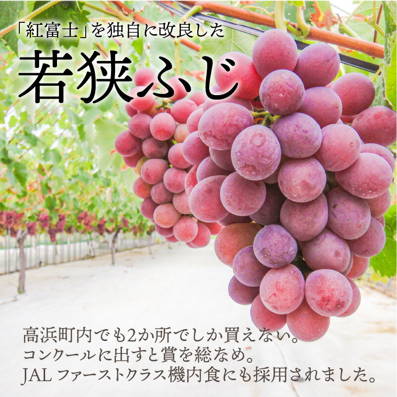 【ふるさと納税】【先行予約】【数量限定】受賞歴多数！飲むぶどう 若狭ふじ 約200g×6個（約1.2kg）【ご自宅用】 ≪2026年8月中旬より順次発送≫| 訳あり ブドウ 葡萄 果物 フルーツ デザート 高級 ブランド 国産 大粒 種なし 糖度 産地直送 お取り寄せ 送料無料 [A-009003] サムネイル3