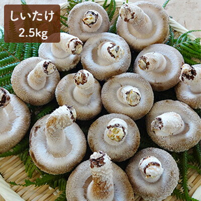 おーい菌床しいたけ2.5kg 野菜 きのこ 茸 キノコ シイタケ 椎茸