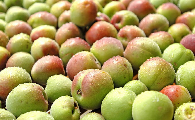 【ふるさと納税】とてもすっぱい 熟成無塩の「くろ梅」　12袋セット　紅映梅を使用 梅干し サムネイル3