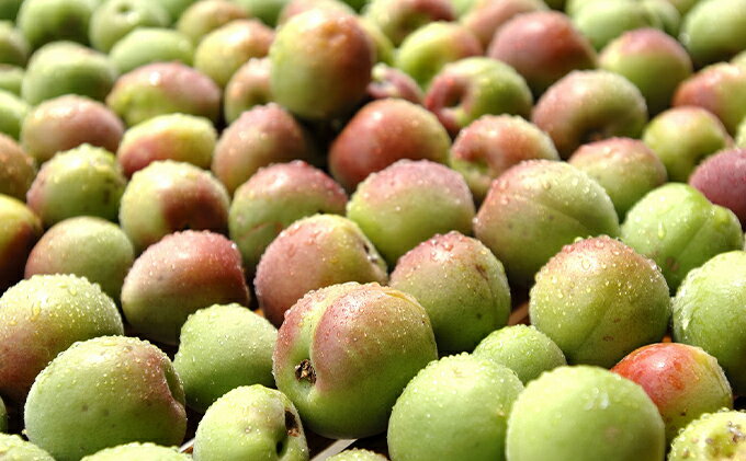 【ふるさと納税】微糖の梅酒BENICHU20°とロックグラスのセット お酒 洋酒 リキュール サムネイル3