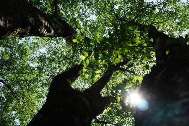 【ふるさと納税】 キャンプ 山梨 利用券 宿泊券 森の中のキャンプ場 自然 昇仙峡近く 都心から近い 送料無料 k033-001 サムネイル2