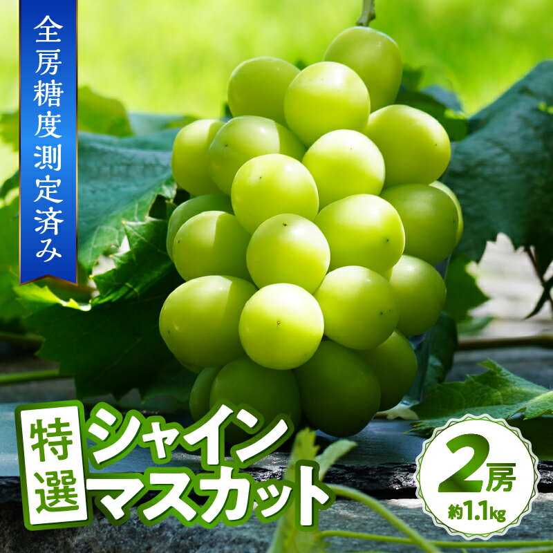 【ふるさと納税】2026年 先行予約 シャインマスカット 【高評価★4.93】 山梨県 ブドウ 種なし リピーター多数 数量限定 草生栽培 2房 約1.1kg 糖度測定 2026年8月上旬より順次配送予定 果物 フルーツ 王国 山梨 k150-010 - 画像2