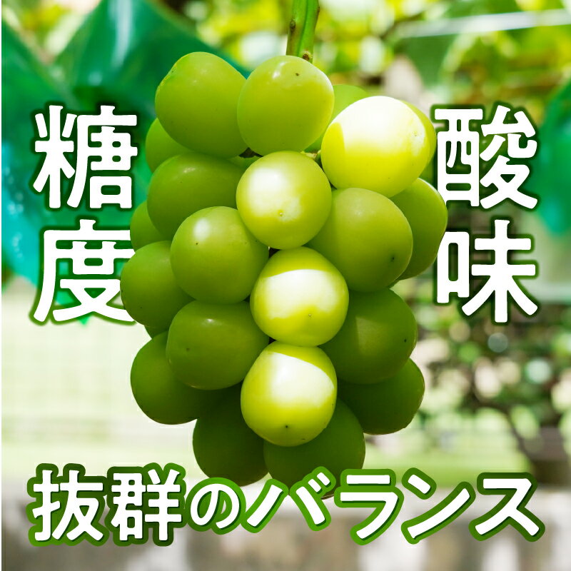 【ふるさと納税】2026年 先行予約 シャインマスカット 【高評価★4.93】 山梨県 ブドウ 種なし リピーター多数 数量限定 草生栽培 2房 約1.1kg 糖度測定 2026年8月上旬より順次配送予定 果物 フルーツ 王国 山梨 k150-010 - 画像3